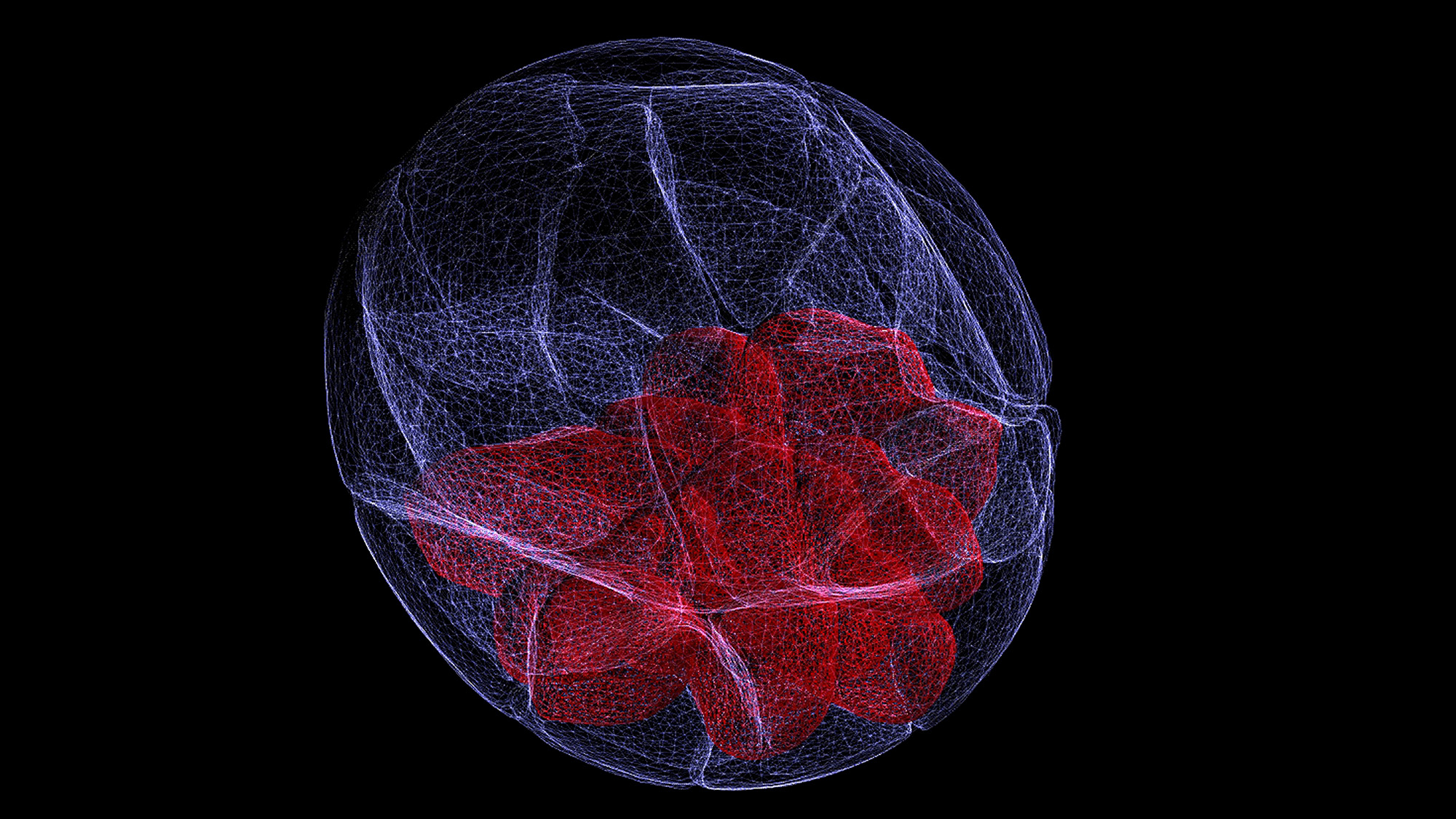 Transposition and the embryo