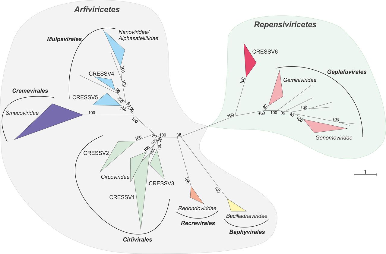 CRESS DNA virus phylogeny