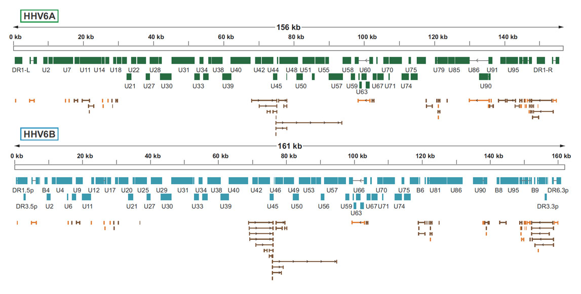 HHV6 genome features